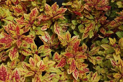 Coleus Terra Nova® 'Marrakesh'