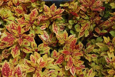 Terra Nova Nurseries: Terra Nova® Coleus Marrakesh 