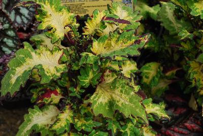 Terra Nova Nurseries: Globe Trotter™ Coleus Taylor 