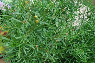  Coreopsis Buttermilk 