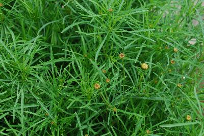 Coreopsis  'Firefly'