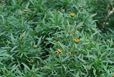  Coreopsis Lightning Bug 