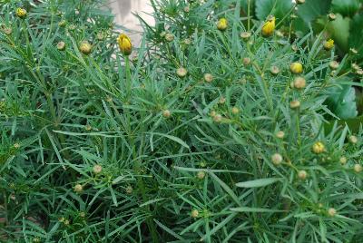 Coreopsis  'Bengal Tiger'