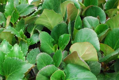 Bergenia  'Spring Fling'