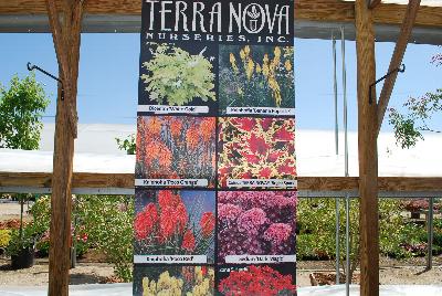 Terra Nova&reg; Nurseries, 2015: Welcome to Terra Nova&reg; Nurseries @ Spring Trials 2015.