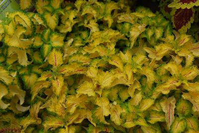 Terra Nova Nurseries: Terra Nova® Coleus Electric Slide 