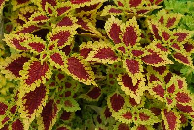 Flying Carpet™ Coleus Thriller 