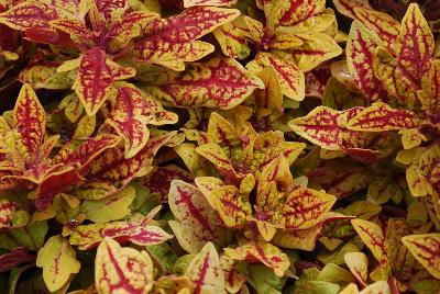 Terra Nova Nurseries: Terra Nova® Coleus Marrakesh 