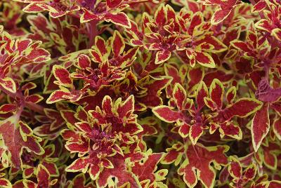 Terra Nova Nurseries: Terra Nova® Coleus Cuckoo 