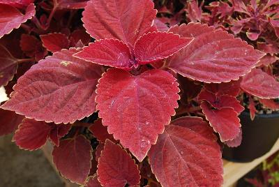 Coleus Color Clouds™ 'Valentine'