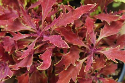 Terra Nova Nurseries: Hipsters™ Coleus Luca 