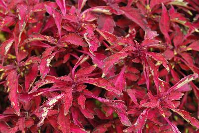 Terra Nova Nurseries: Wildfire™ Coleus Ignition 