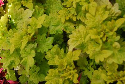 Terra Nova Nurseries: Terra Nova® Coleus Peridot 