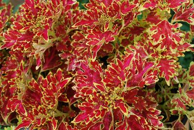 Terra Nova Nurseries: Wildfire™ Coleus Blaze 