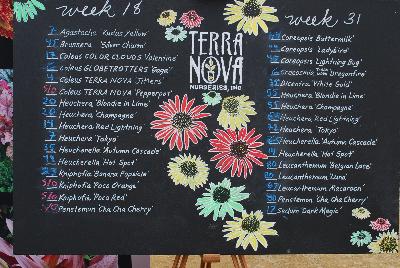 Terra Nova&reg; Nurseries, 2015: As seen @ Terra Nova&reg; Nurseries during Spring Trials 2015.