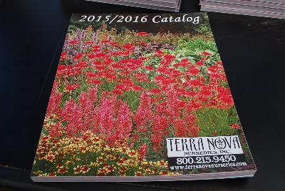 Terra Nova&reg; Nurseries, 2015: From Terra Nova Nurseries Spring Trials, 2015 @ Windmill Nursery: 2015-16 Catalog.  TerraNovaNurseries.com