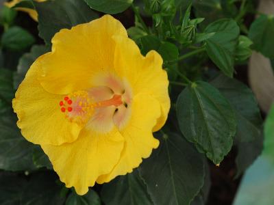 Tradewinds Hibiscus Bonaire Wind 