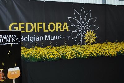 Seen @ Spring Trials 2016.: Welcome to Gediflora Spring Trials 2016, featuring Belgian® Mums and Belgian Mum No. 1 Artisan Crafted Chrysanthemum Beer.  Gediflora.com