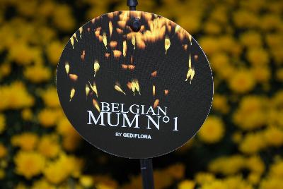 Seen @ Spring Trials 2016.: Welcome to Gediflora Spring Trials 2016, featuring Belgian® Mums and Belgian Mum No. 1 Artisan Crafted Chrysanthemum Beer.  Gediflora.com