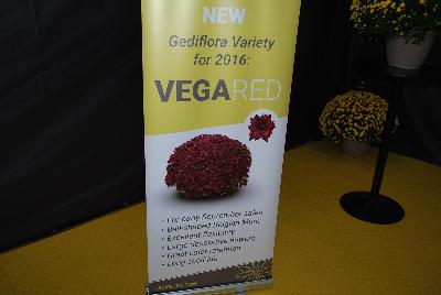  Vega Chrysanthemum  Red: New from Gediflora as seen @ GroLink, Spring Trials, 2016:  A new Belgian Mum® named Vega 'Red', which features early September sales or a ball-shaped Belgian Mum® offering excellent flexibility, large decorative flowers, great color retention and a long shelf life.  Not to mention the deep-hued red color.
