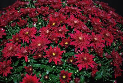 Gediflora: Vega Chrysanthemum Red 