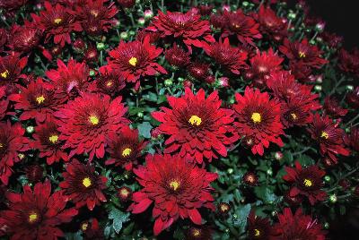 Chrysanthemum Vega 'Red'