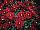 Gediflora: Chrysanthemum  'Red' 