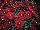 Gediflora: Chrysanthemum  'Red' 