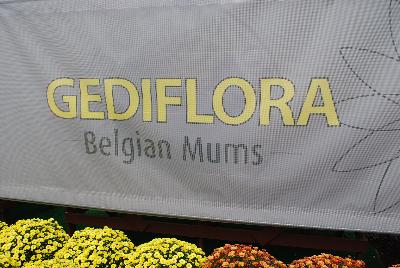 Belgian Mums&reg; from Gediflora, Spring Trials 2015.: Welcome to Gediflora @ GroLink, Spring Trials 2015 featuring Belgian Mums&reg;.