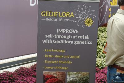 Belgian Mums&reg; from Gediflora, Spring Trials 2015.: As seen at Gediflora @ GroLink, Spring Trials 2015 featuring Belgian Mums&reg;.  Improve sell-through at retail with Gediflora genetics.  Less breakage, better shape and appeal, excellent flexibility, lower shrinkage.