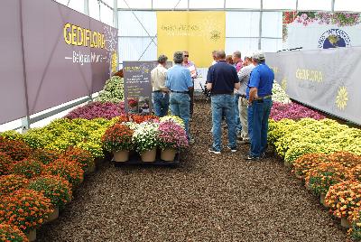 Belgian Mums&reg; from Gediflora, Spring Trials 2015.: Welcome to Gediflora @ GroLink, Spring Trials 2015 featuring Belgian Mums&reg;.