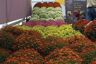 Gediflora: Jasoda Chrysanthemum 