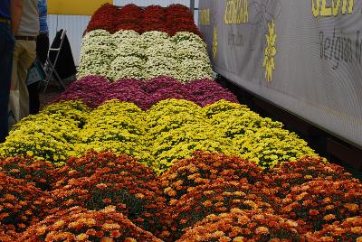 Gediflora: Staviski Chrysanthemum 