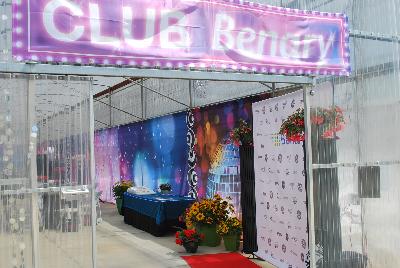 Seen @ Spring Trials 2016.: From Benary®, Spring Trials 2016: Club Benary®, featuring the latest hits and most popular offerings from the folks @ Benary®.  Come see some of the latest plants coming down the runway of fashion.