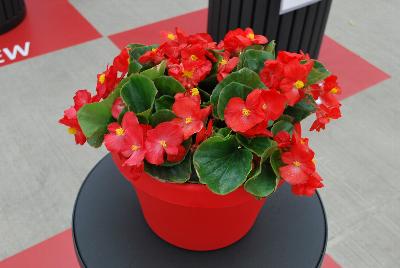 Begonia, Green Leaf Sprint Plus™ 'Red'