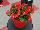 Sprint Plus™ Begonia, Green Leaf semperflorens F1 Red 