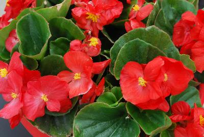 Sprint Plus™ Begonia, Green Leaf semperflorens F1 Red