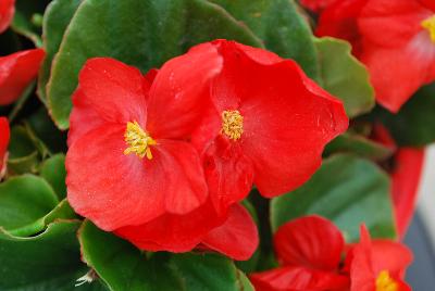 Sprint Plus™ Begonia, Green Leaf semperflorens F1 Red