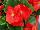 Ernst Benary of Amercia Inc. : Begonia, Green Leaf semperflorens F1 'Red' 