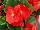 Sprint Plus™ Begonia, Green Leaf semperflorens F1 Red 