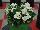 Sprint Plus™ Begonia, Green Leaf semperflorens F1 White 