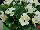 Sprint Plus™ Begonia, Green Leaf semperflorens F1 White 