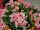 Ernst Benary of Amercia Inc. : Begonia, Green Leaf semperflorens F1 'Appleblossom' 