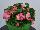 Sprint Plus™ Begonia, Green Leaf semperflorens F1 Rose 