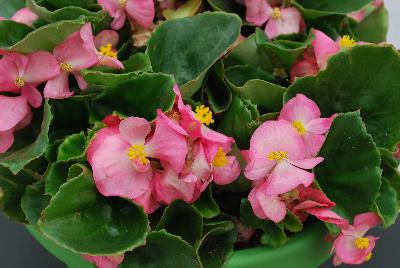 Begonia, Green Leaf Sprint Plus™ 'Rose'