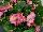 Sprint Plus™ Begonia, Green Leaf semperflorens F1 Rose 