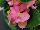 Sprint Plus™ Begonia, Green Leaf semperflorens F1 Rose 