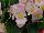 Ernst Benary of Amercia Inc. : Begonia, Green Leaf semperflorens F1 'Blush' 