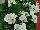 Ernst Benary of Amercia Inc. : Begonia, Green Leaf semperflorens F1 'White' 