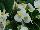 Ernst Benary of Amercia Inc. : Begonia, Green Leaf semperflorens F1 'White' 